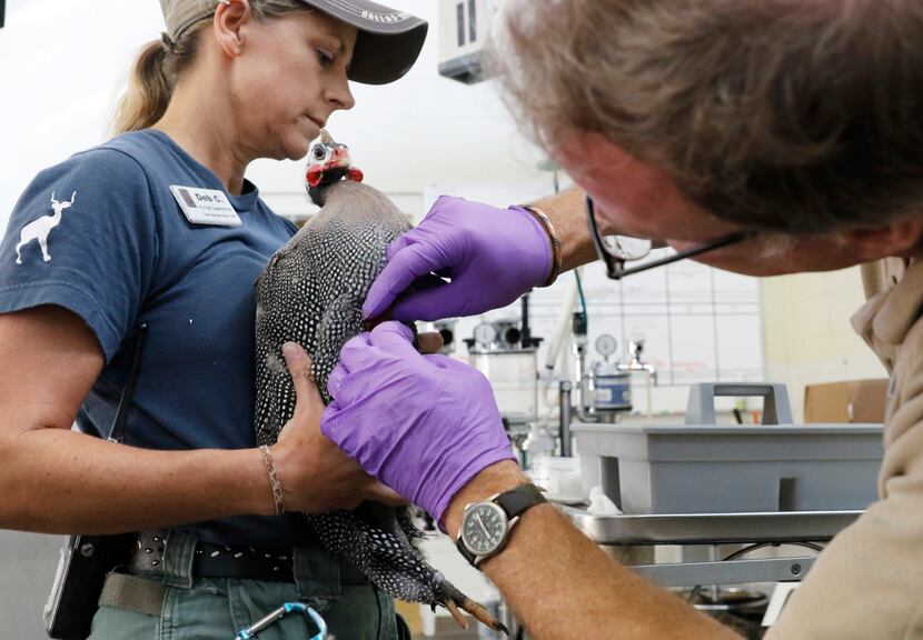 Deborah Chase, vet tech, left, holds a helmeted guineafowl as Dr. Chris Bonar, director of...