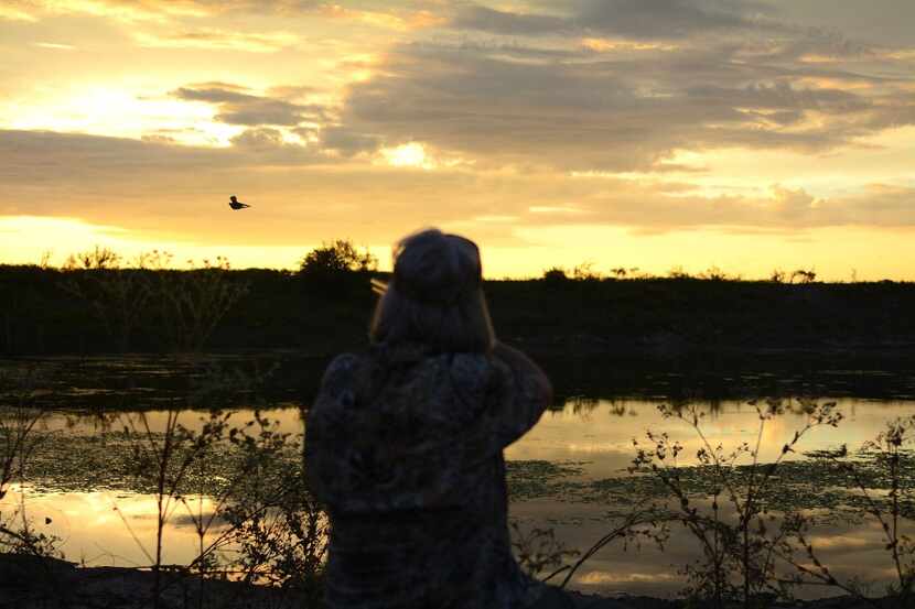 Waterhole dove hunting is usually done in late afternoon, but doves also fly to water after...