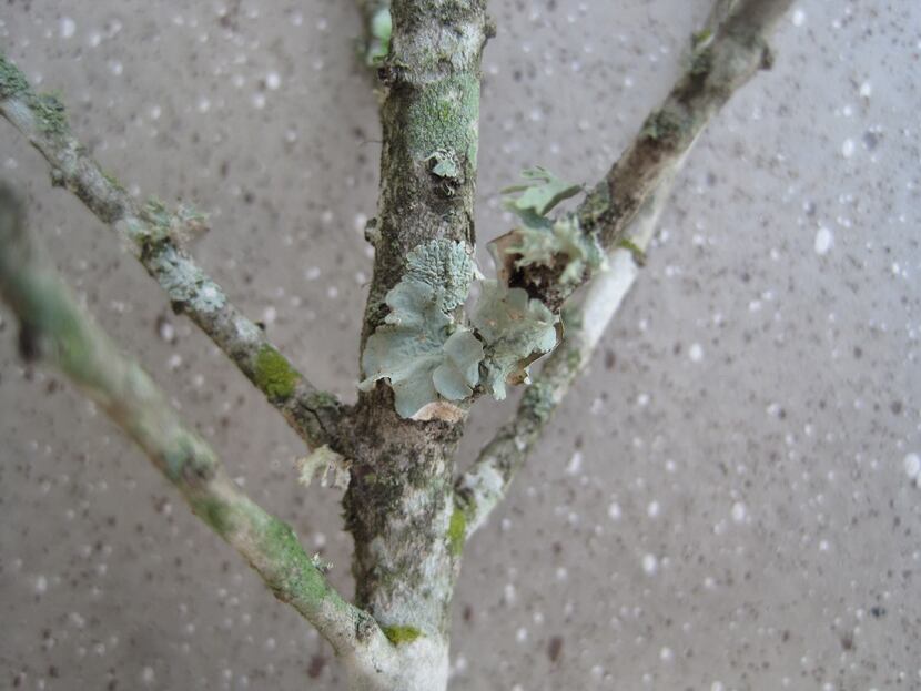 Lichen is decorative and is not a problem for your garden.