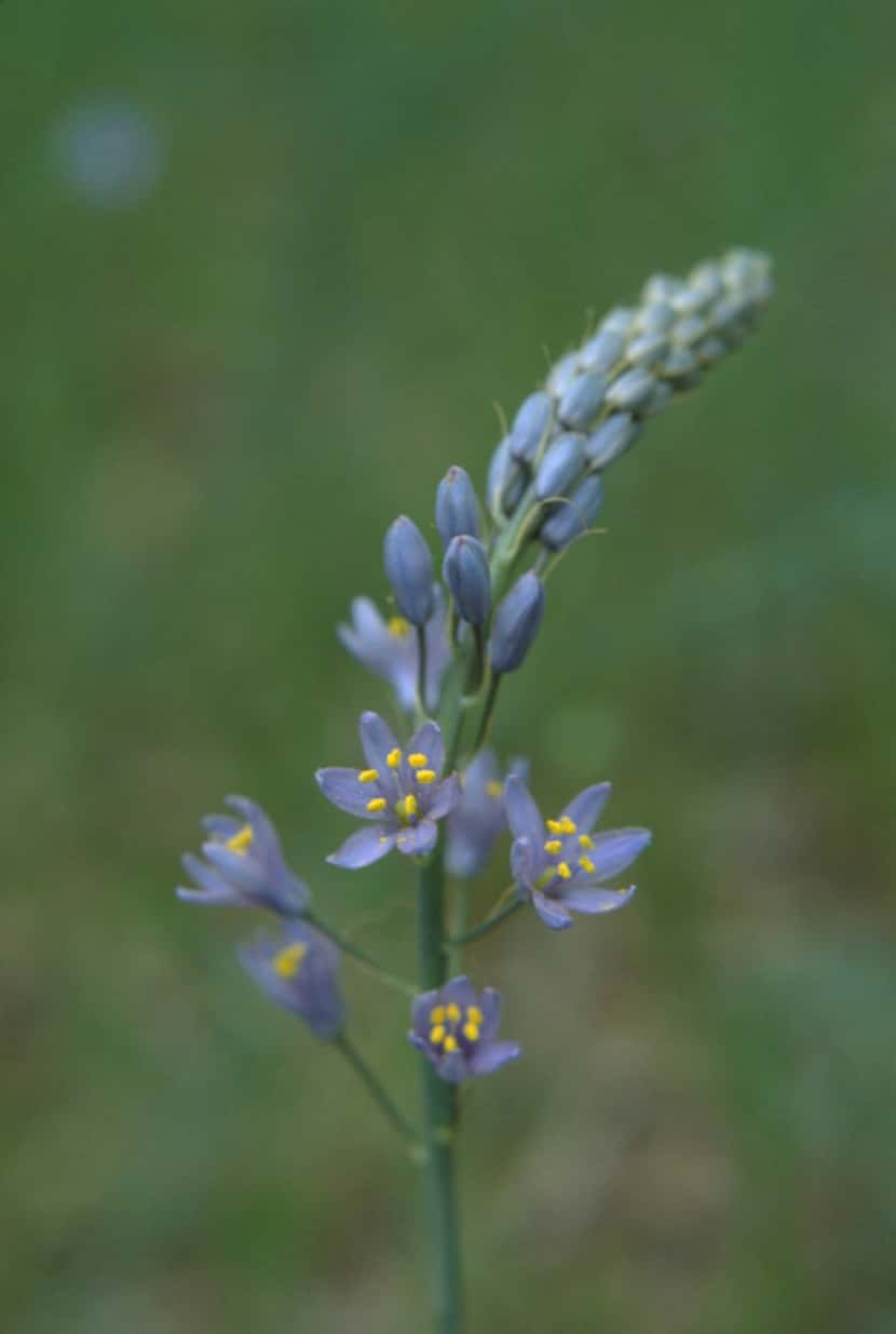 Camassia scilloides (Wild hyacinth) 