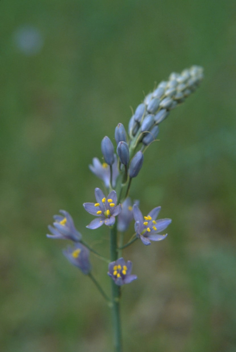 Camassia scilloides (Wild hyacinth) 