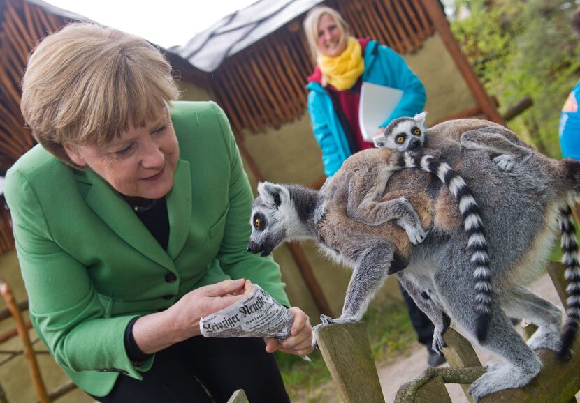 







Baby lemurs, Angela Merkel and a newspaper — clearly the only way to our hearts.