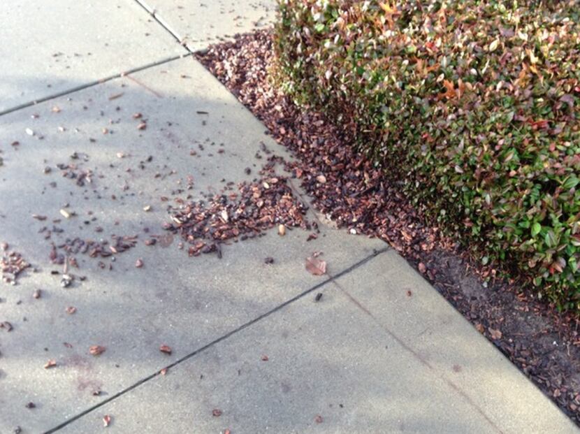 Pine bark mulch will not behave itself: one of the reasons Howard Garrett does not like it. 