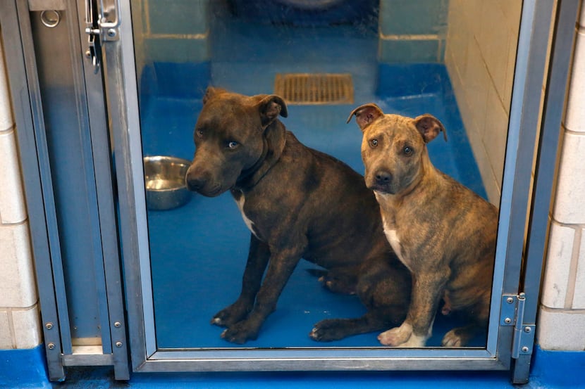 Dogs wait to be adopted at Dallas Animal Services in Dallas on Nov. 15, 2017. Dallas Animal...