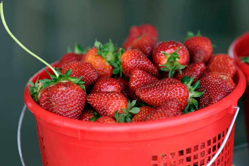 Fresh-picked strawberries fill a bucket at McAdams Farm in Efland, N.C., Friday, April 28,...