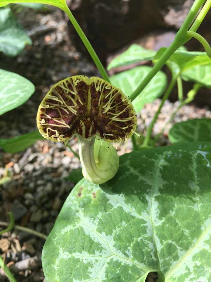 White-veined Dutchman's pipe is a small-leaved, prostrate ground cover is not native to the...