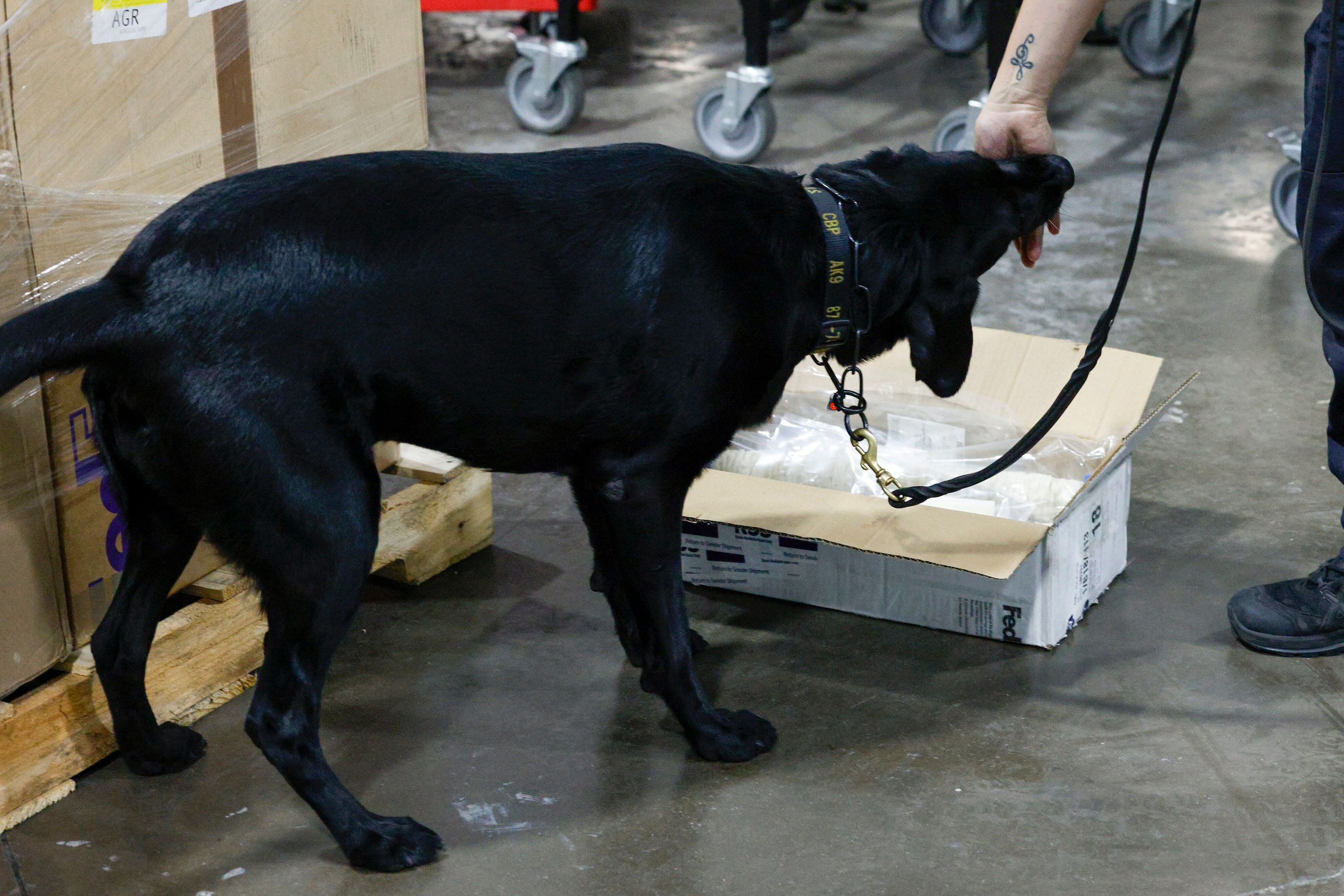 Giovanna Olivas, Customs and Border Protection agriculture specialist K-9 handler, gives...