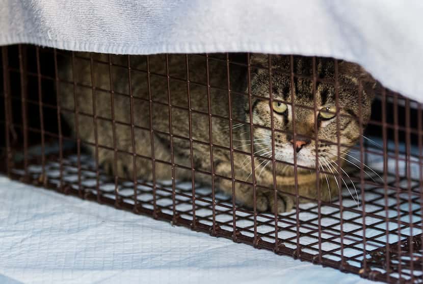 A captured feral cat is held in a cage in the back of volunteer cat trapper Robyn's vehicle...