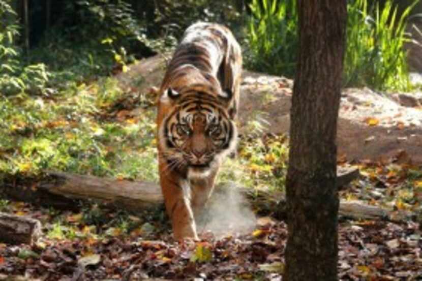  Sukacita, one of the Dallas Zoo's new Sumatran tigers who arrived at the zoo from the...