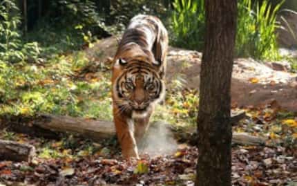  Sukacita, one of the Dallas Zoo's new Sumatran tigers who arrived at the zoo from the...
