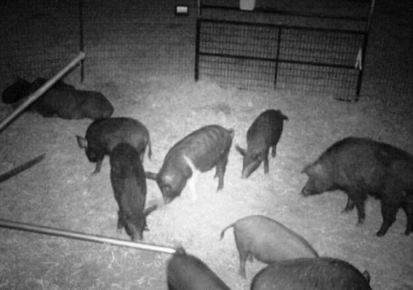The city's new trapping program includes cameras that record the moment feral hogs are trapped.