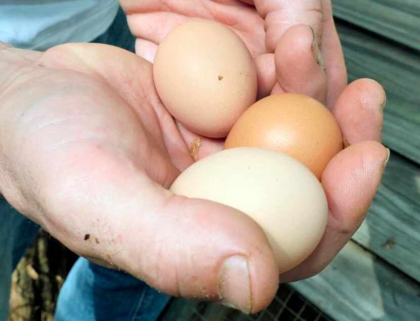 
Smith’s urban farm includes a chicken coop and fresh eggs. Business partners Smith and...