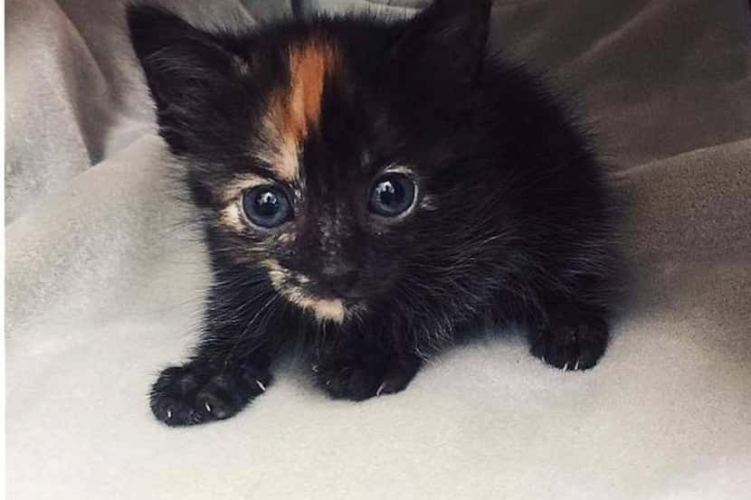 This kitten was rescued Saturday from the Komodo dragon exhibit at the Fort Worth Zoo. 