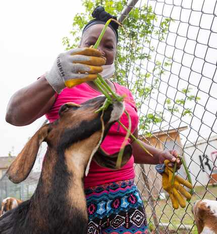 Bonton Fams employee Jeanette Avila feeds the goats at the farm.