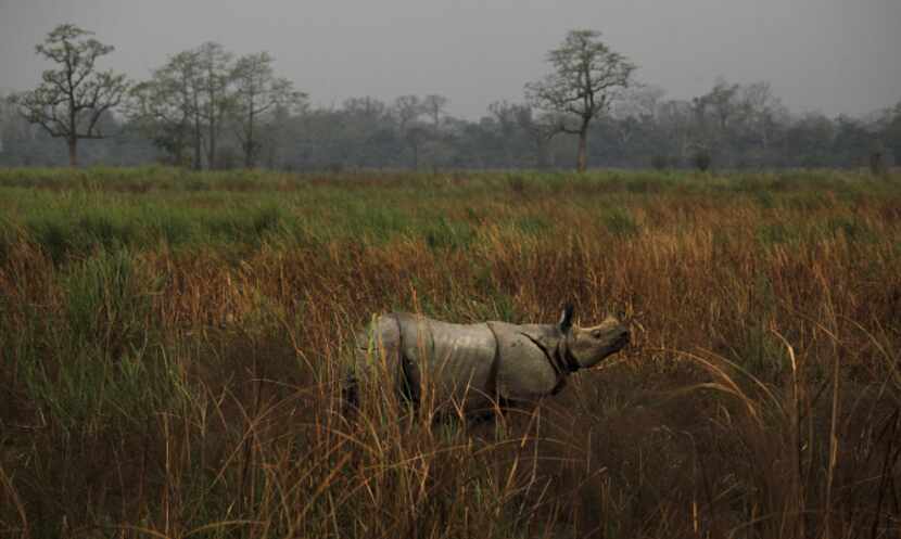 A one horned Rhinoceros stands inside the Kaziranga National Park in Kaziranga about 250...