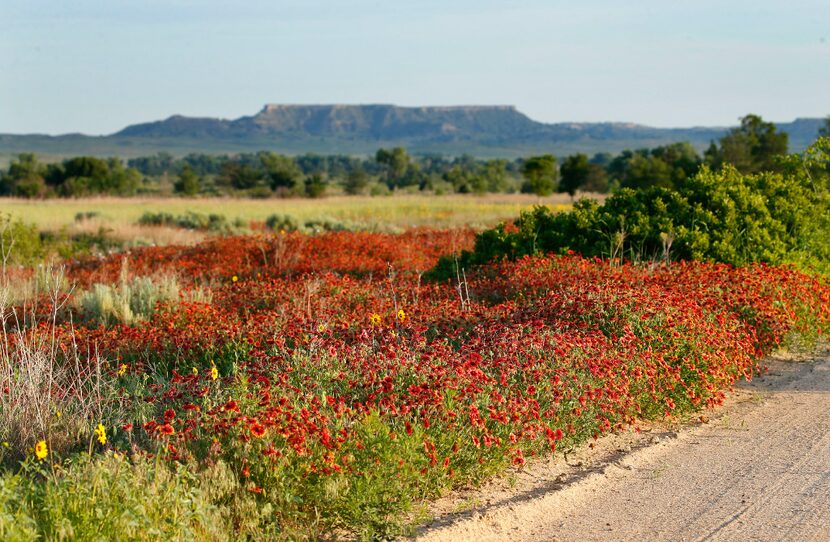 Indian paintbrush and sunflowers line pathways around The Lodge at Dallas businessman and...