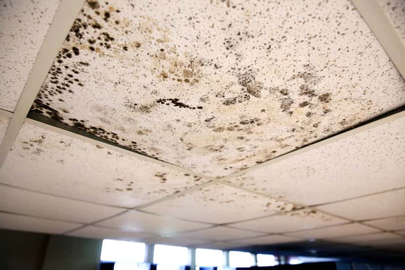 Mold covers the ceiling tiles of an unoccupied building, which, if not taken care of, will...