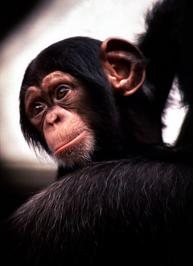 This 1997 file photo shows KC as a baby at the Dallas Zoo's Kimberly-Clark Chimpanzee Forest.