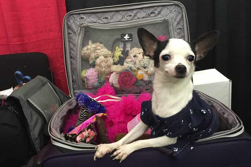 A vendor's dog took a break in a suitcase full of costumes at a photography booth during a...