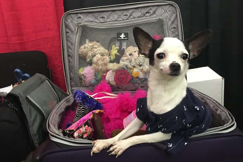 A vendor's dog took a break in a suitcase full of costumes at a photography booth during a...