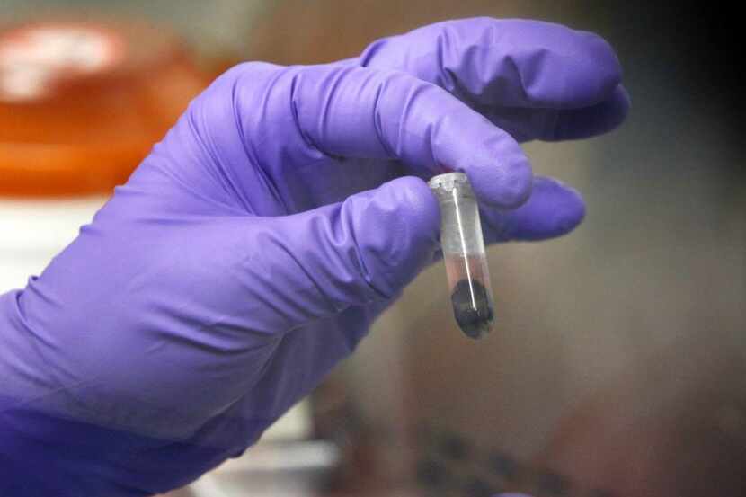 Un microbiólogo del DCHHS muestra una cápsula con mosquitos para pruebas de laboratorio. (AL...