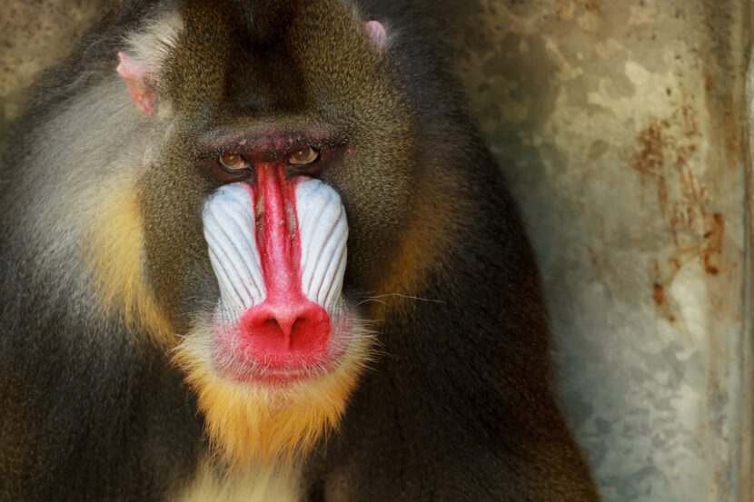 "Mandrill Portrait" by Micheal Hampton, taken at the Fort Worth Zoo. 