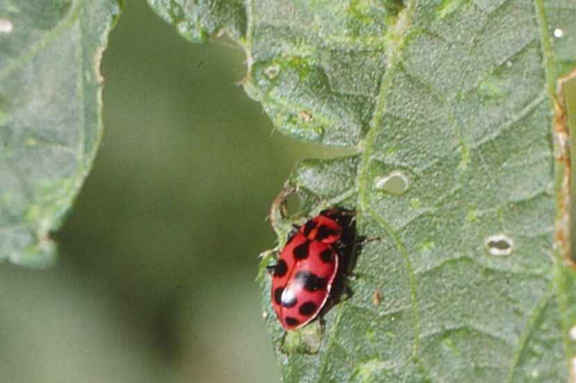 An adult pink spotted lady bug