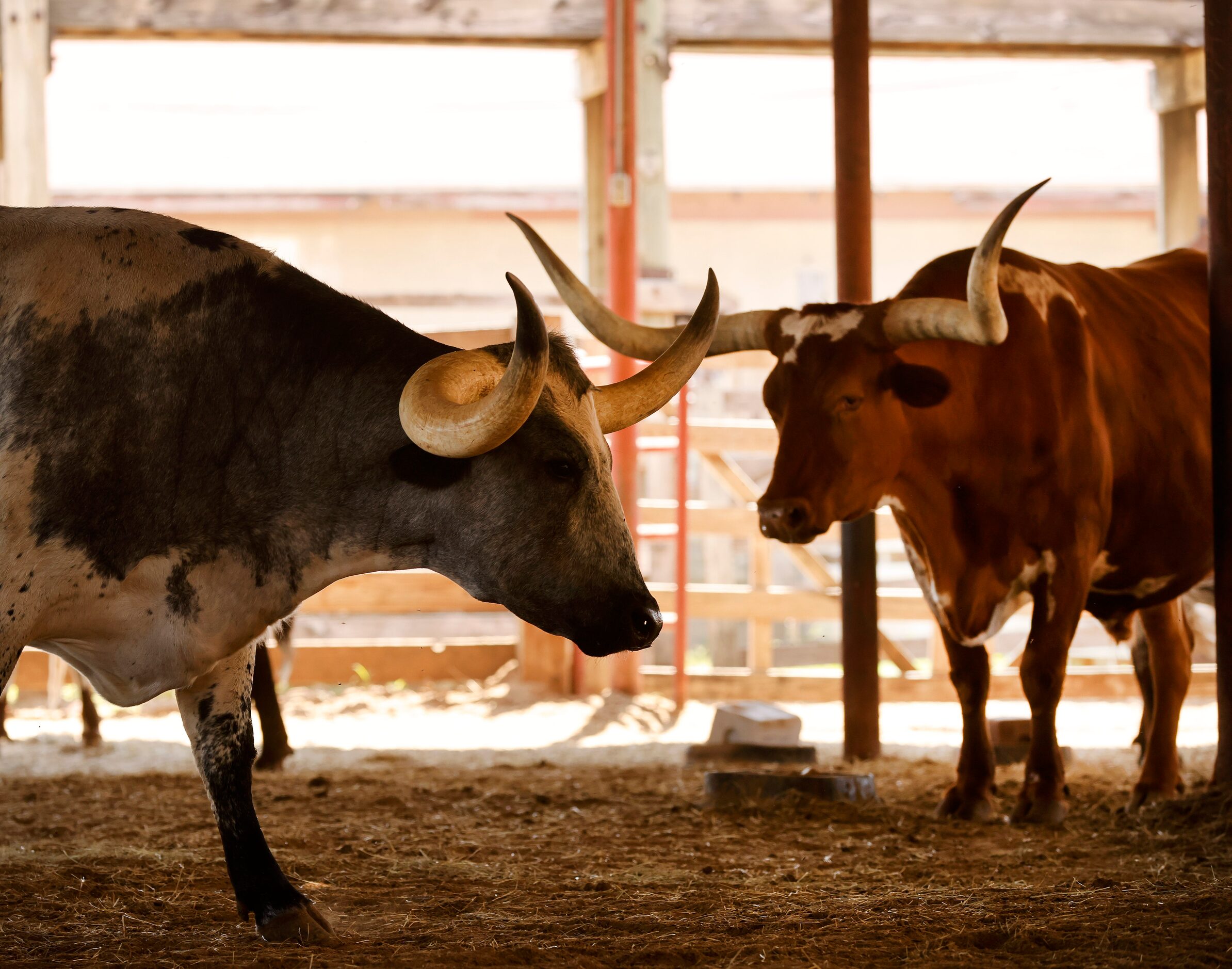 Longhorns from the Fort Worth Herd relax in the shade of a holding pen after being driven...