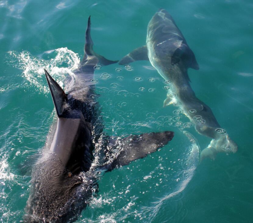 A pair of sharks cross paths near Gansbaai, South Africa.