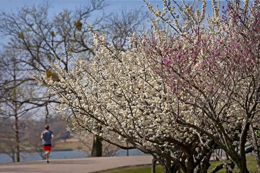 Algunos árboles sueltan polen hasta mayo. Los próximos días los detonantes de alergias...