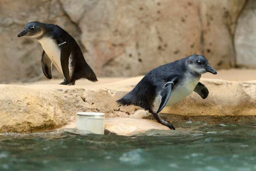 Visit the Dallas Zoo during its Penguin Days promo, through Feb. 29, and get in for just $8...