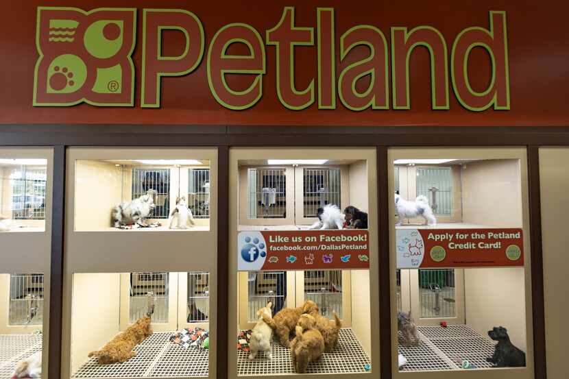 Puppies are seen for sale at Petland in Dallas.