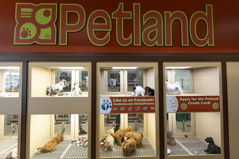 Puppies are shown for sale at Petland in North Dallas.