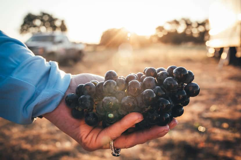 Bending Branch Winery and Tallent Vineyards share the first award of the Texas Sustainable...