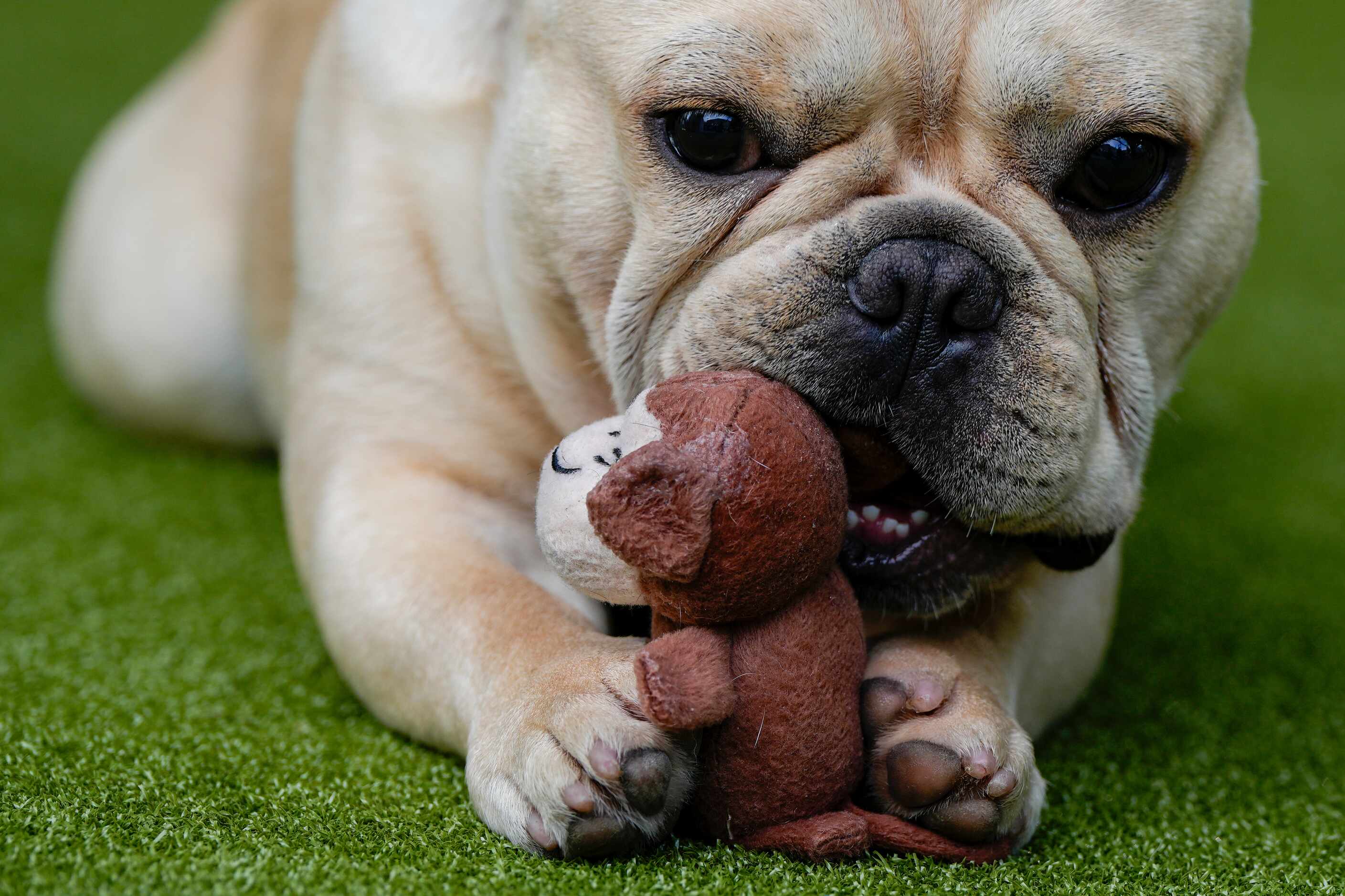 A French bulldog plays with a toy during breed group judging at the 148th Westminster Kennel...