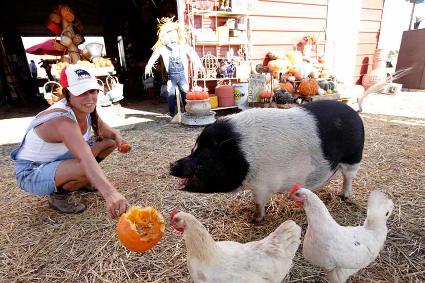 Mona Fleming, left, feeds a pumpkin to Lola the pig and some chickens at Lola's Local Market...