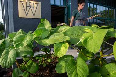 Hoja santa plants grow in a garden bed at the Homewood restaurant in Dallas.