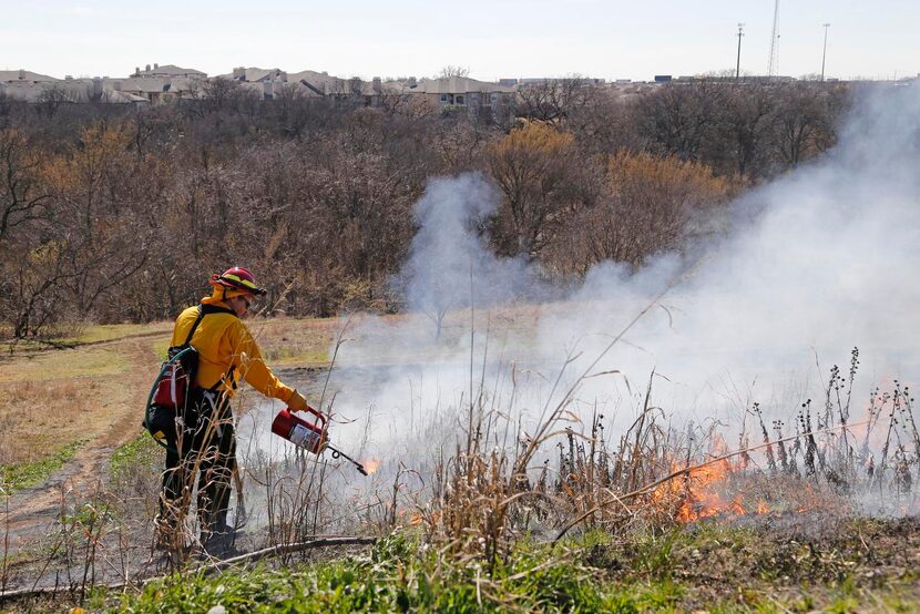 
Plano Fire-Rescue's Mark Hardy lights the field on fire during a controlled burn at Arbor...