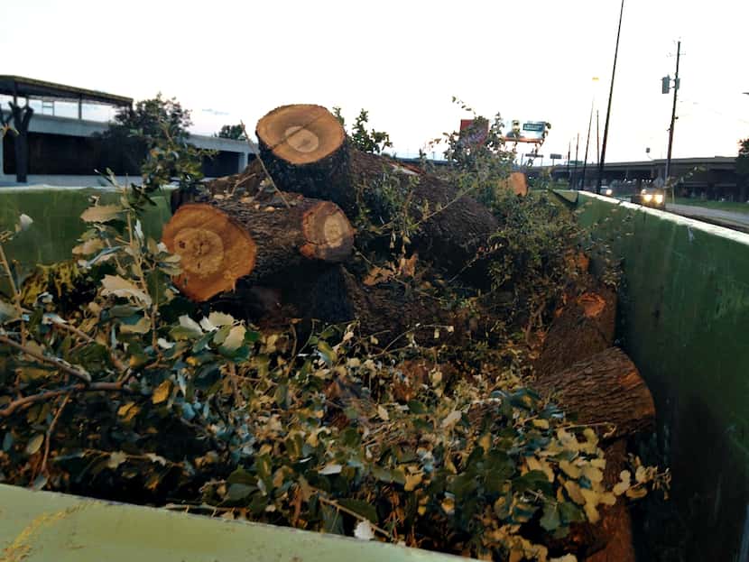 Trees in a dumpster where Platinum Construction is building a CubeSmart self-storage facility.