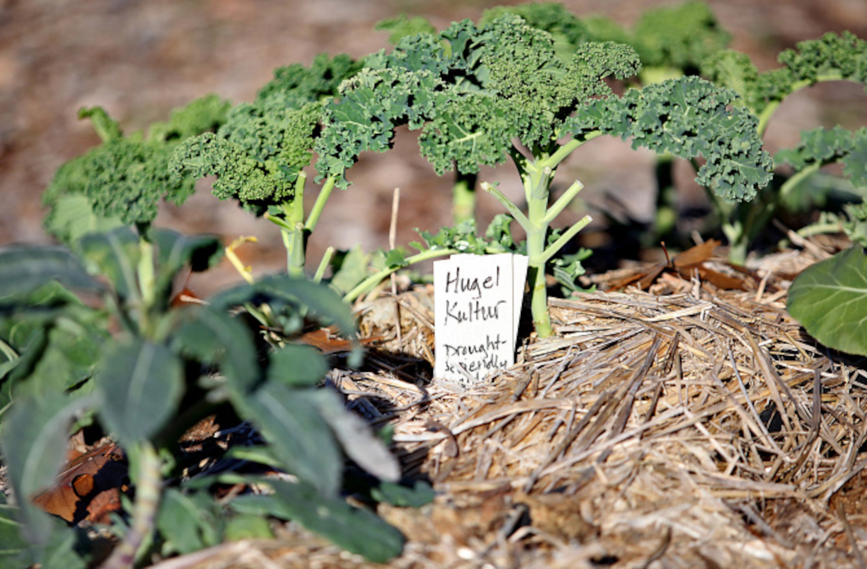 The hugelkultur bed is seen at the community garden run by Community Unitarian Universalist...