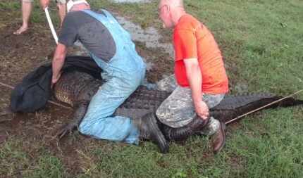 After securing it to a nearby tree and fence posts, the wranglers mount the gator to clamp...