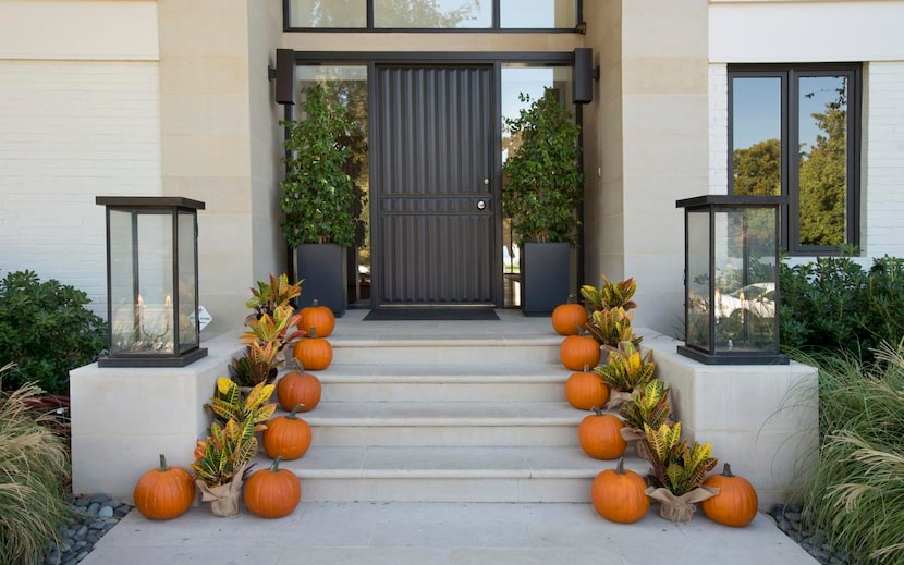 
Placing colorful crotons alongside a row of orange pumpkins (above) is a simple, modern way...