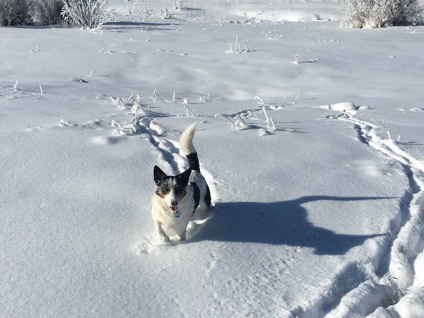 Director of pet relations, Sammy, has time off from work at the Waldorf Astoria Park City.