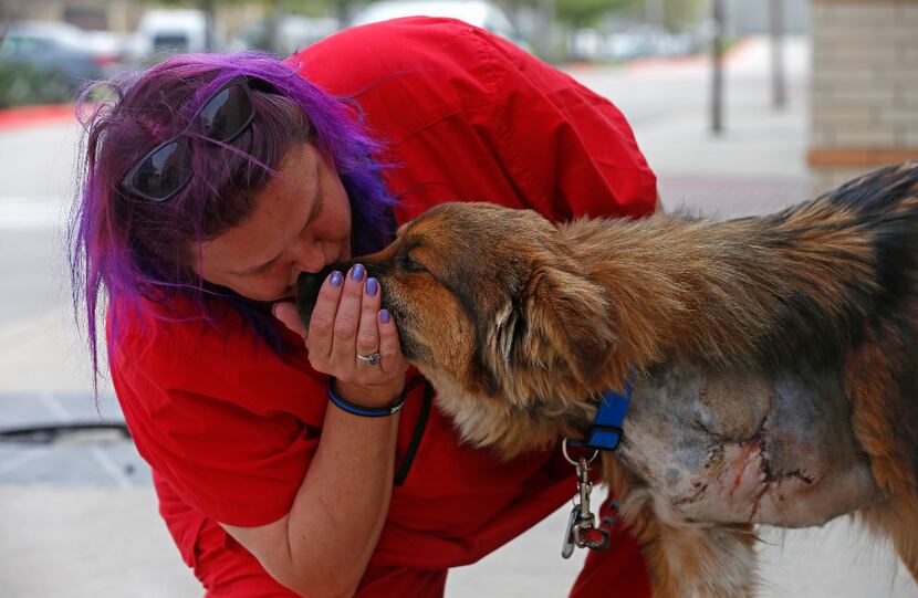 Kelly Lindstrom, a vet technician and animal cruelty investigator, kisses rescue dog Lt. Dan...