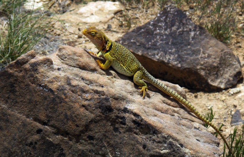 The three mile Chimney Rock Trail located at Ghost Ranch in New Mexico is one of the more...