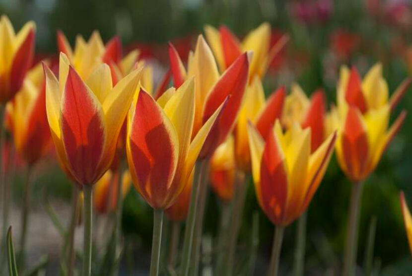 
The flower petals of Tulipa clusiana 'Tubergen's Gem' are pure yellow, stroked with crimson...