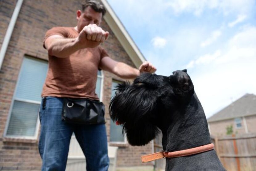 
Hilton Butler works with Gracie, who will be fitted with a rickshaw-like carriage that Kyle...