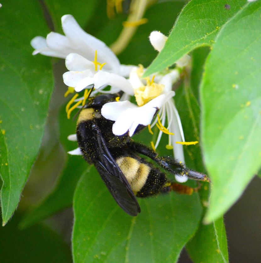 
An American bumblebee queen is one of the native species that helps pollinate food crops....