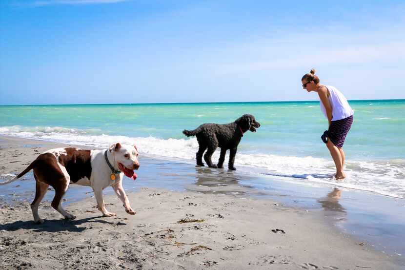 The beaches in and around Venice, Fla., draw plenty of people (and their pets) seeking sun,...