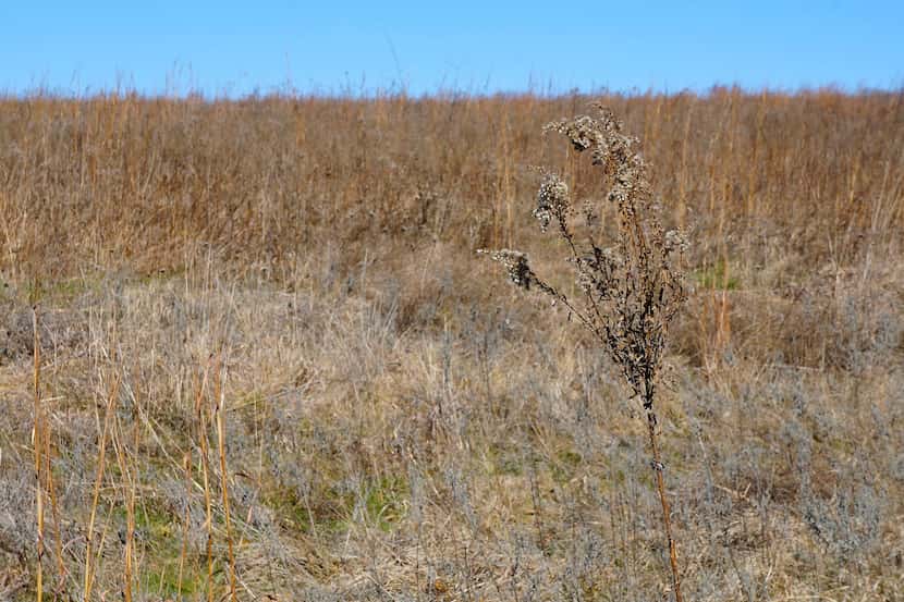 Invasive plant species have overtaken the Flower Mound, which has led to the town conducting...